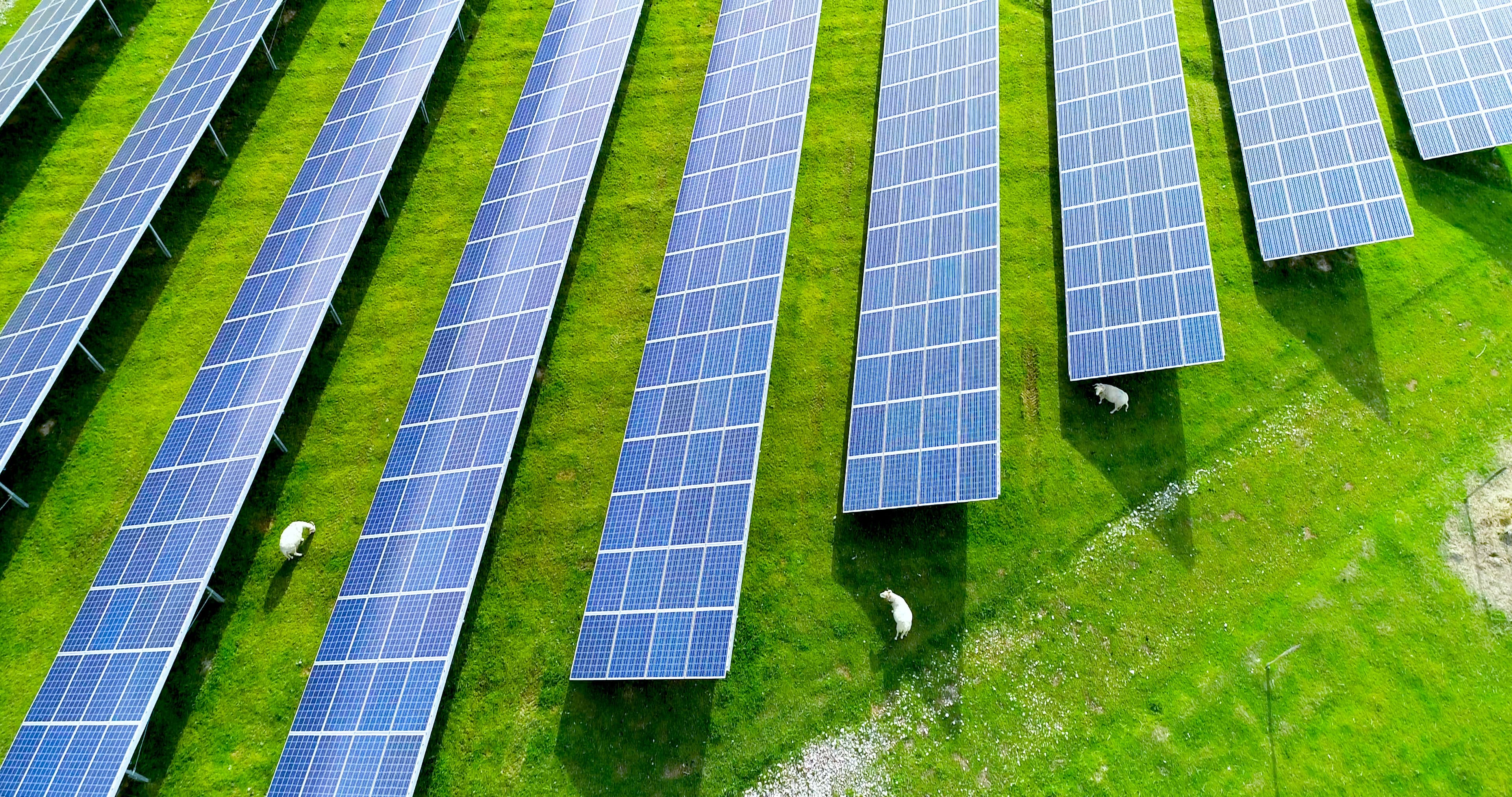 PV Freiflächen Anlage mit Schafen Vogelperspektive Drohenaufnahme