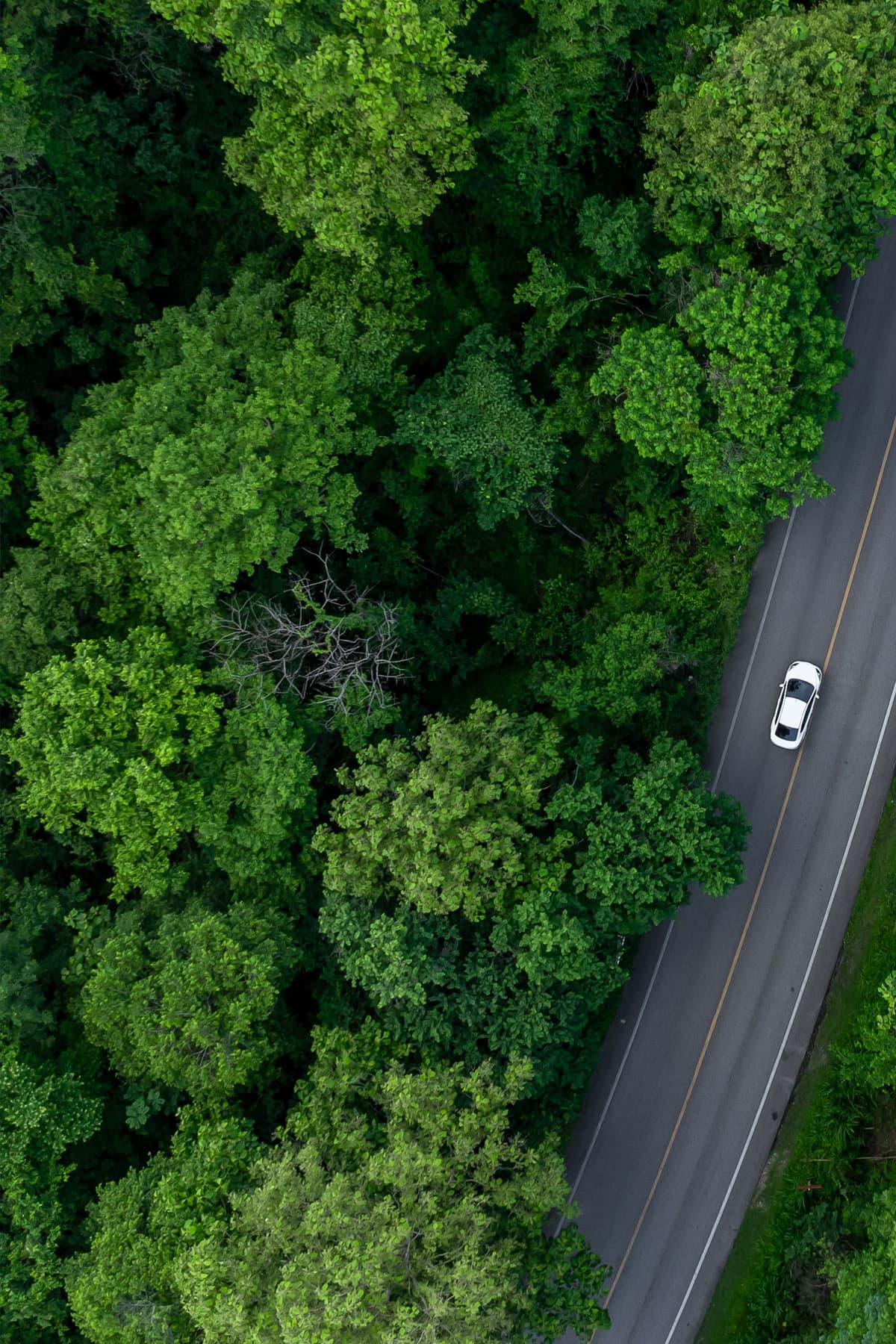 Auto auf Landstraße fährt durch grünen Wald fotografiert von oben mit einer Drohne